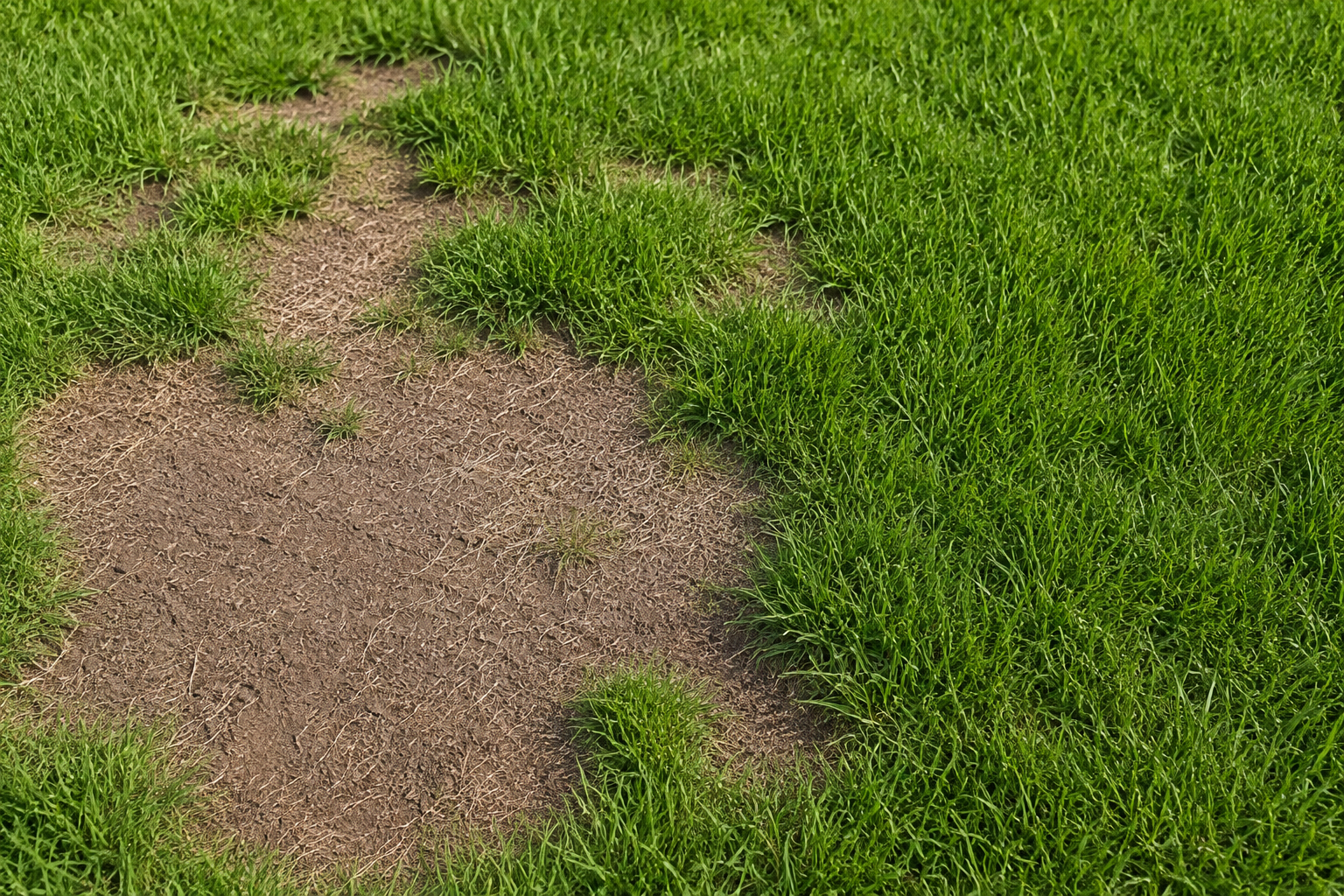 How to Get Grass to Grow in Bare Spots: A Step-by-Step Guide