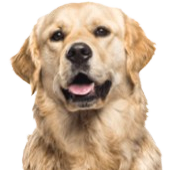Golden Retriever Headshot