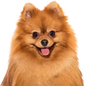 Pomeranian Headshot