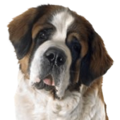St. Bernard Headshot