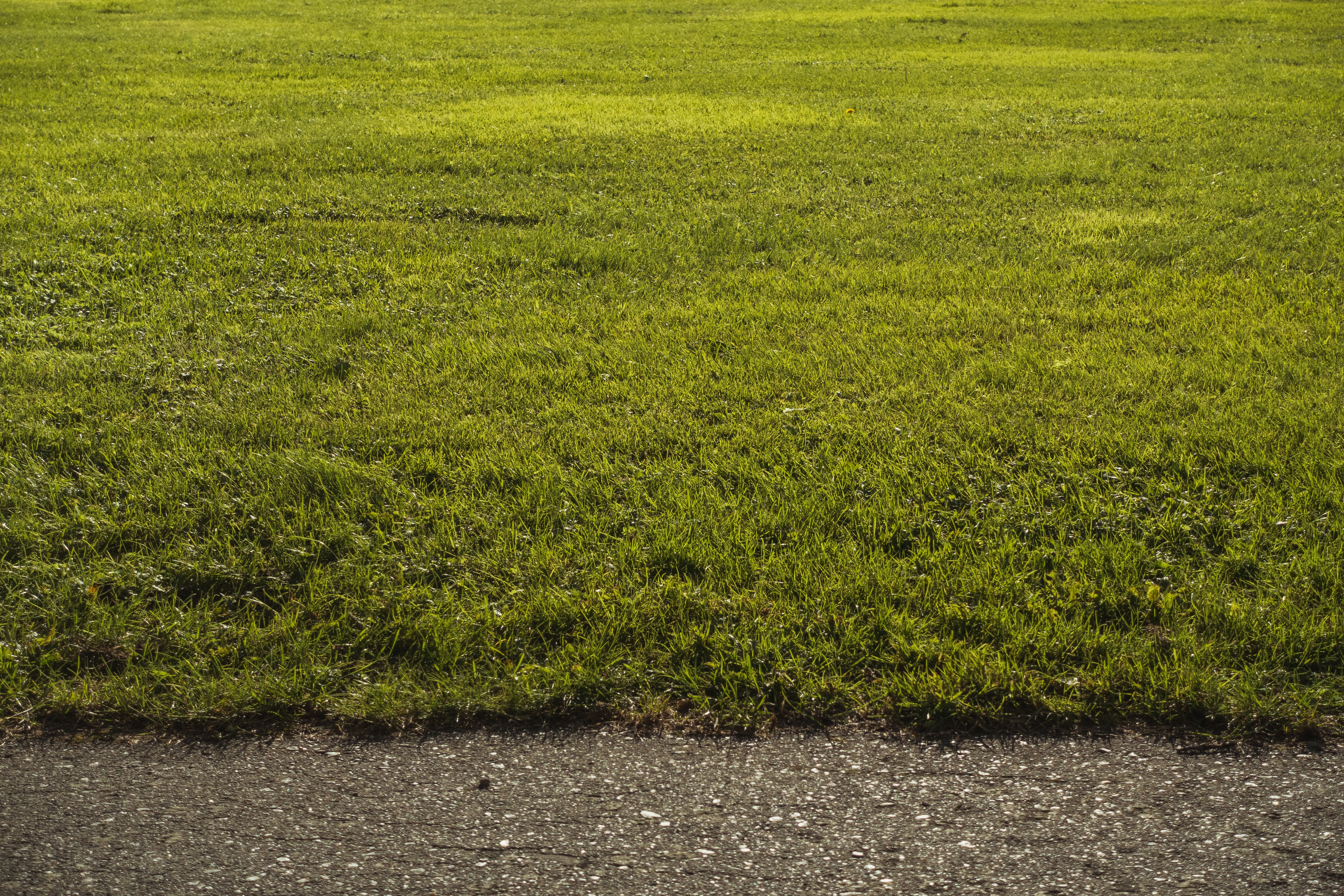How to Thicken Your Lawn in Spring: Tips for Fuller Grass