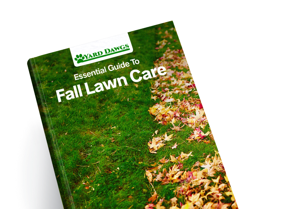 Essential Guide to Fall Lawn Care